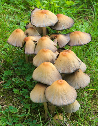 Cluster of Inky Cap Mushrooms Growing in Green Grass