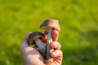 Hand holding two porcini mushrooms in nature