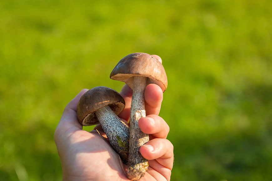 Hand holding two porcini mushrooms in nature