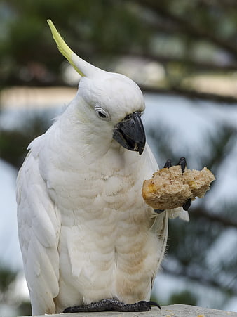 Sulphur-crested Cockatoo Eating Bread Close Up