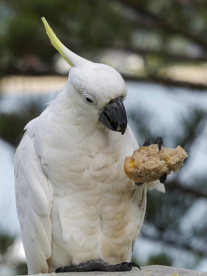 Sulphur-crested Cockatoo Eating Bread Close Up