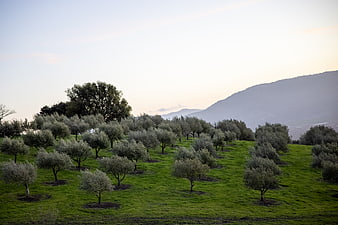 Serene olive grove landscape with rolling green hills and mountains