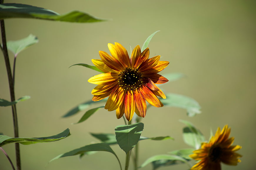 Vibrant Yellow and Red Sunflower in Natural Garden Setting