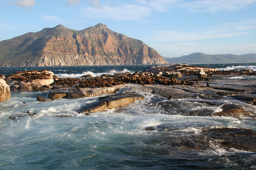 Cape Fur Seals on Duiker Island with Lion's Head Mountain
