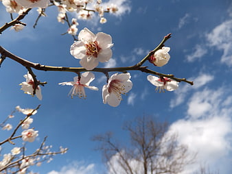 White Plum Blossoms on Branch Against Blue Sky