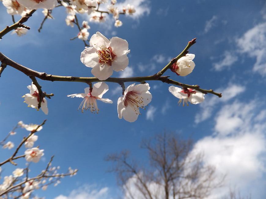 White Plum Blossoms on Branch Against Blue Sky