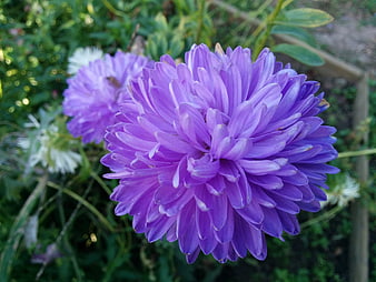 Close-up of vibrant purple aster flower in garden