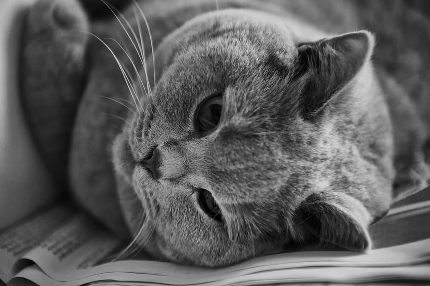 Black and white close-up of a cat lying on an open book