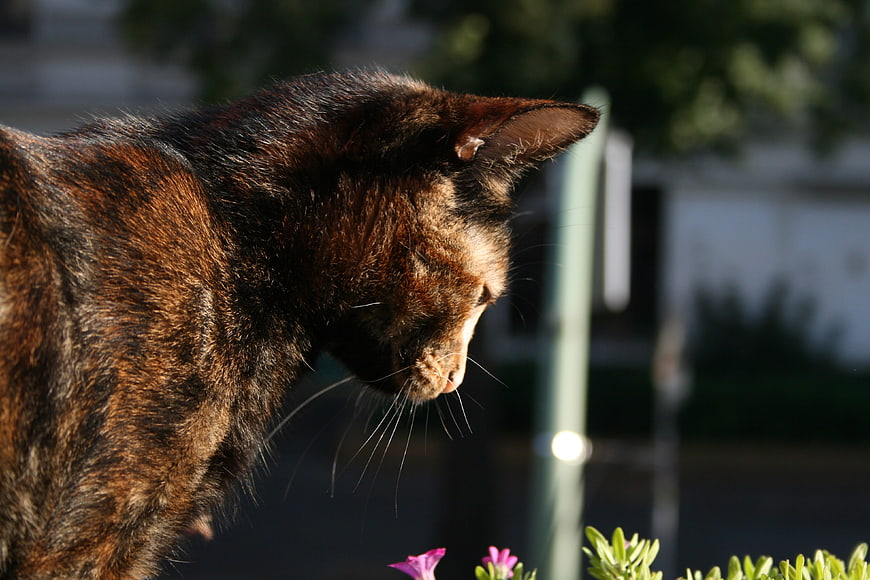 Close-up Profile of Tortoiseshell Cat in Sunlight