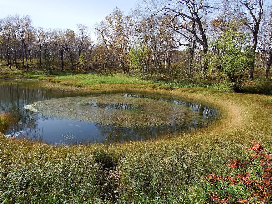 Serene forest pond with grassy banks and autumn trees