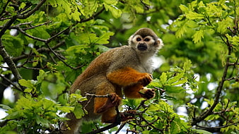 Squirrel Monkey Eating Fruit in Green Oak Tree