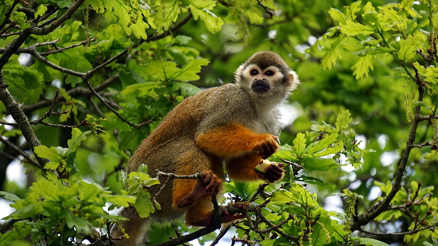 Squirrel Monkey Eating Fruit in Green Oak Tree