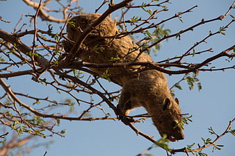 Rock Hyrax Hanging Upside Down in Acacia Tree Branches