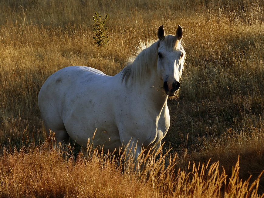 White Horse Standing in Golden Grass Field at Sunset