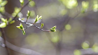 Close-up of fresh green spring buds on a branch with bokeh
