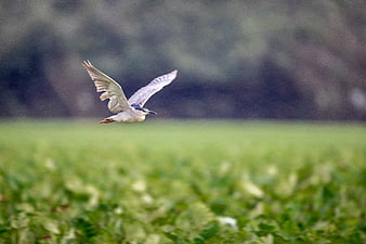 Black-crowned Night Heron Flying Over Green Field