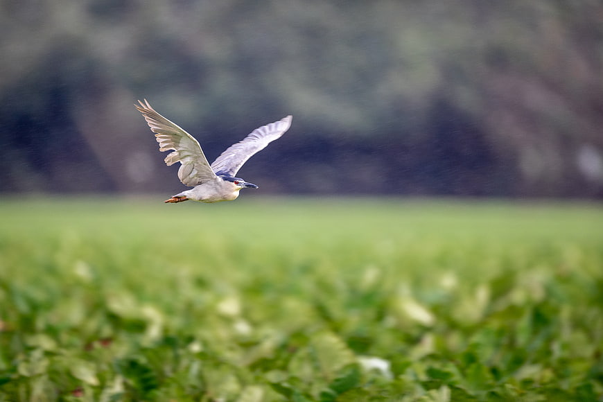 Black-crowned Night Heron Flying Over Green Field