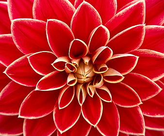 Vibrant Red Dahlia Close Up with Cream Edges