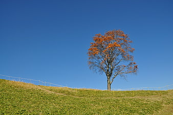 Lone autumn tree on grassy hill against blue sky