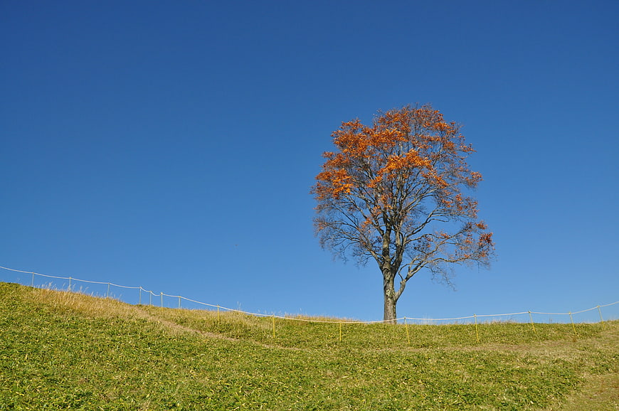 Lone autumn tree on grassy hill against blue sky
