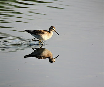 Wood Sandpiper Walking in Shallow Water with Reflection