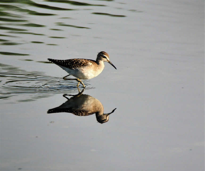 Wood Sandpiper Walking in Shallow Water with Reflection