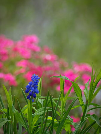 Blue Grape Hyacinth Flower with Pink Background