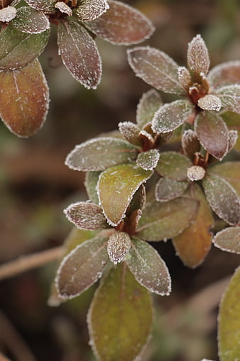 Close-up of frost-covered plant leaves in winter