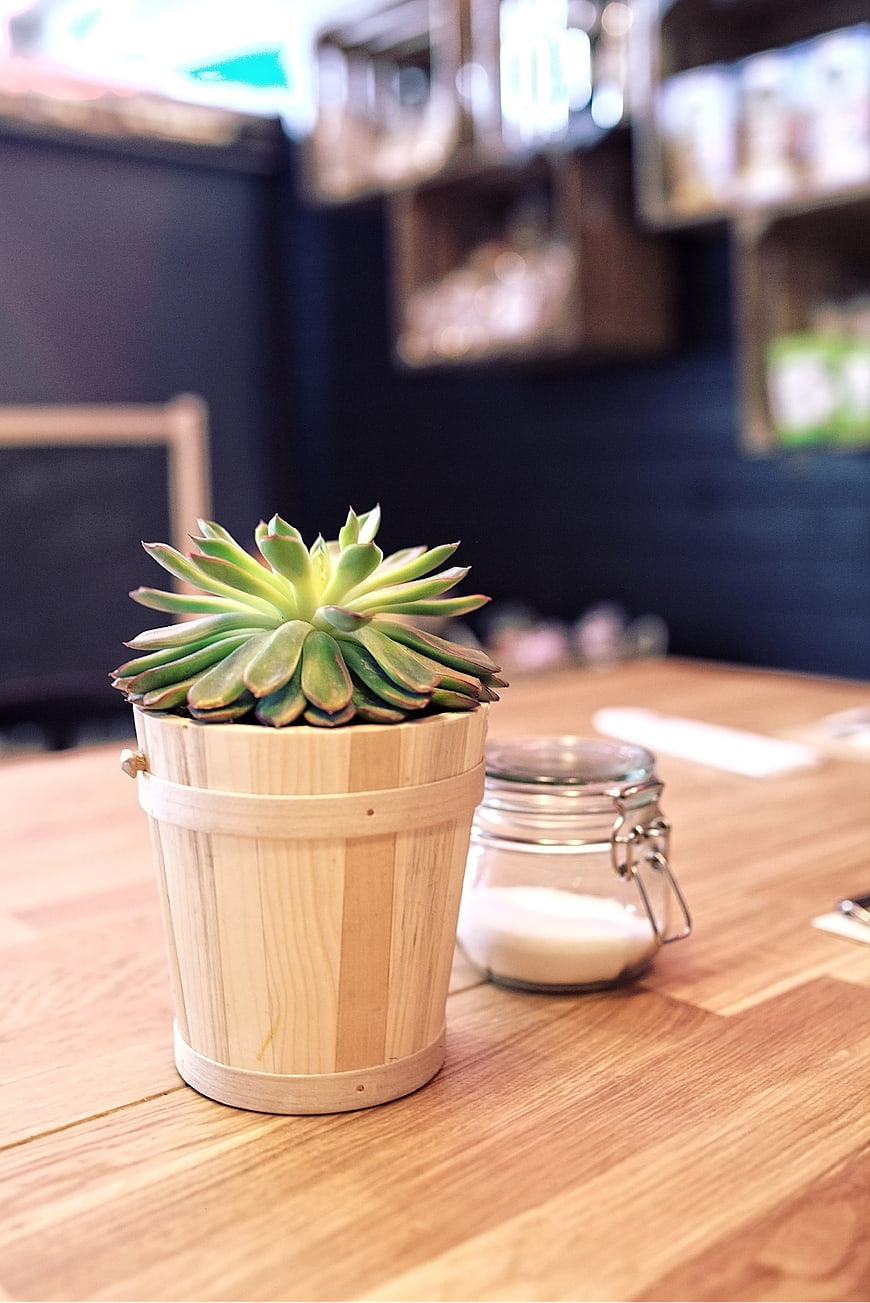 Succulent in wooden bucket on cafe table