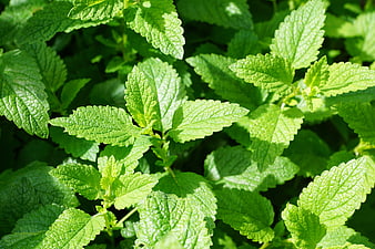 Fresh Green Mint Leaves Close Up in Sunlight