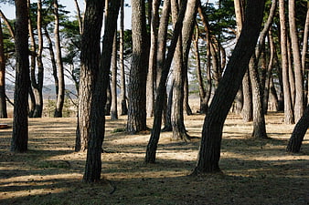 Sunlit Pine Forest with Long Shadows on Dry Ground