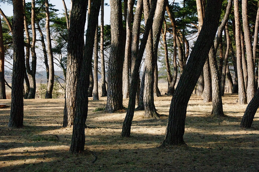 Sunlit Pine Forest with Long Shadows on Dry Ground