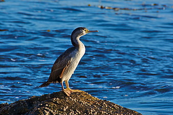 Double-crested Cormorant Perched on Rocky Shoreline