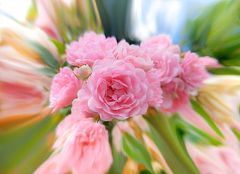 Pink roses with motion blur zoom effect