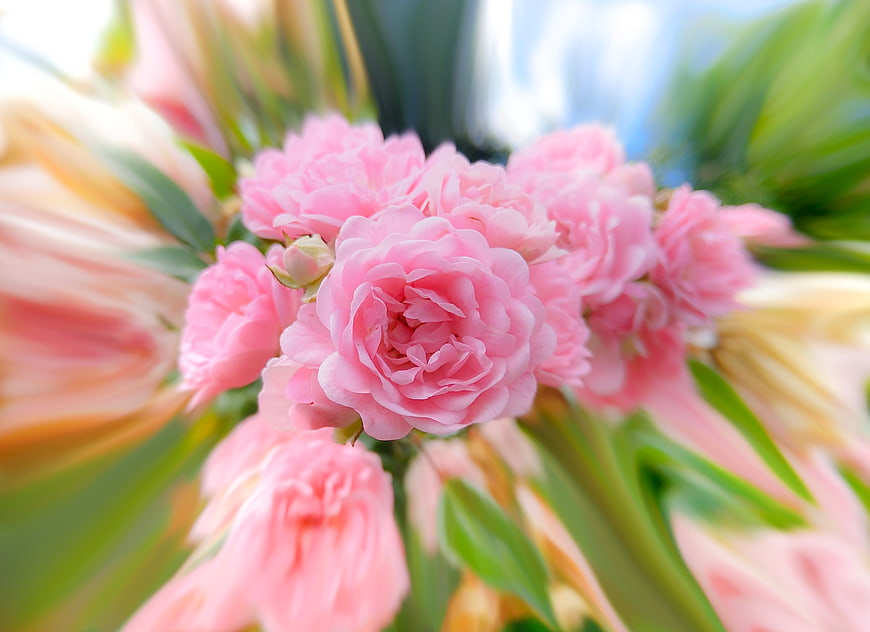 Pink roses with motion blur zoom effect