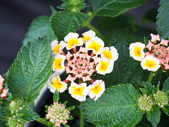 Close-up of Lantana Camara Flowers with Green Leaves