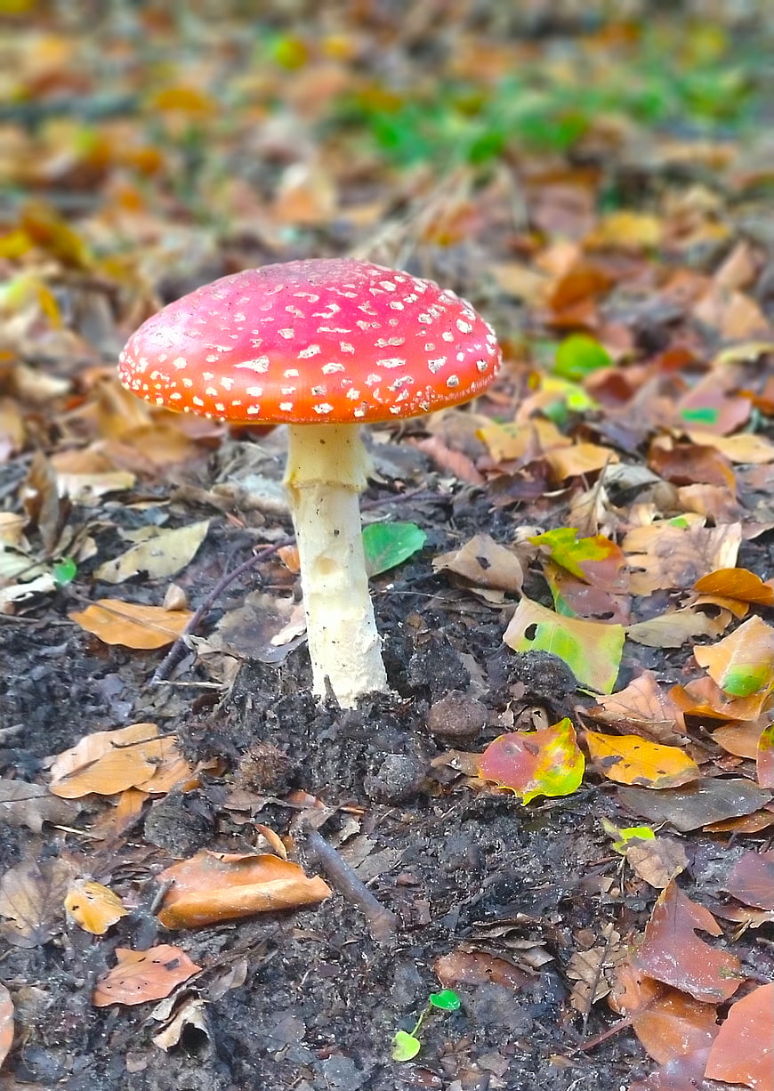 Red Fly Agaric Mushroom in Autumn Forest