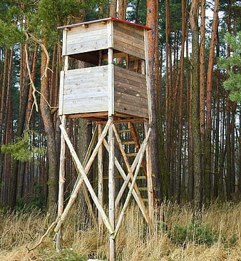 Wooden hunting tower in pine forest