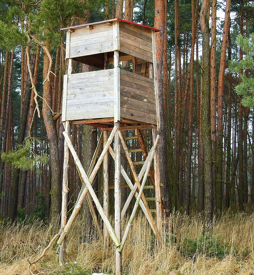 Wooden hunting tower in pine forest