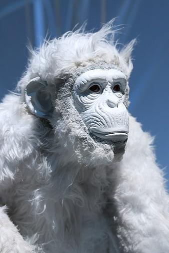 Close-up of white gorilla statue with blue background