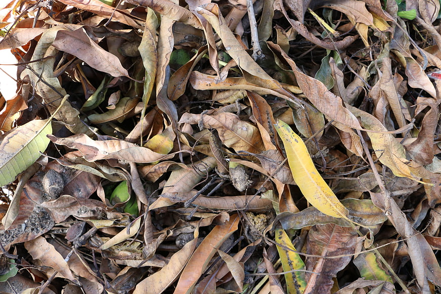 Close-up of dry brown fallen leaves on forest floor
