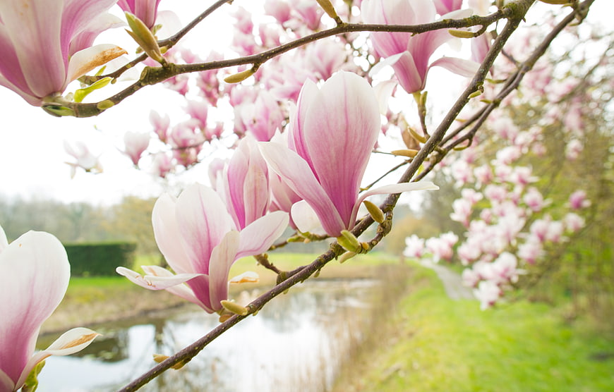 Pink Magnolia Blossoms on Branches by a Pond