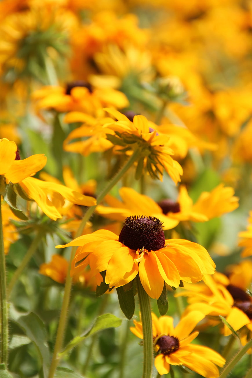 Close-up of vibrant yellow black-eyed susan flowers in a field
