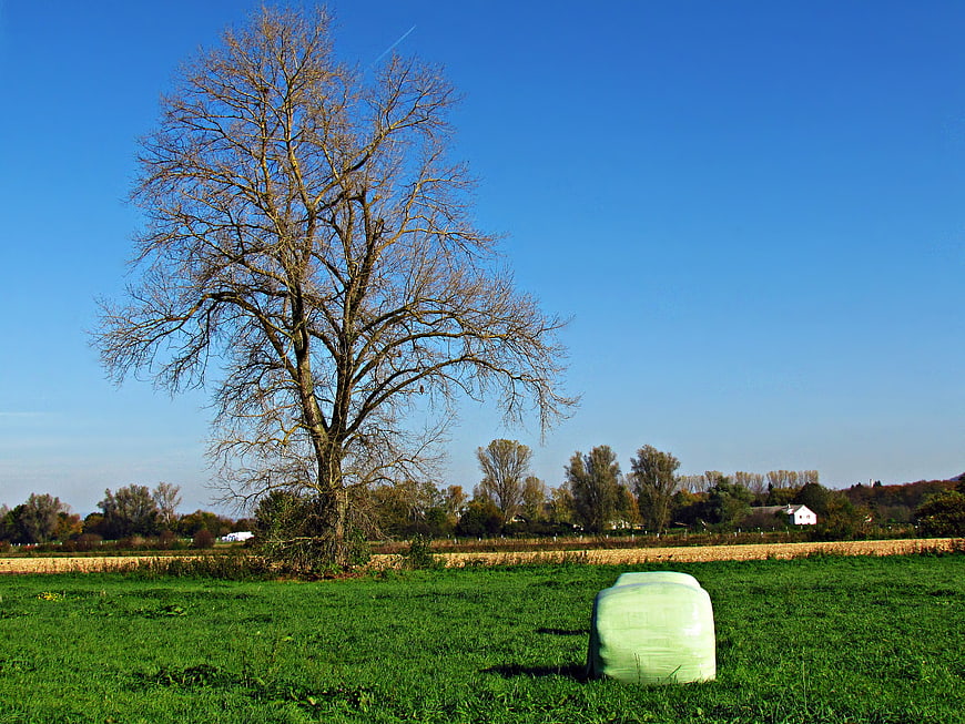 Lone bare tree and hay bale in green meadow
