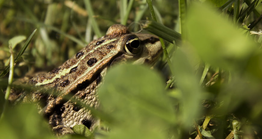 Close-up of a Marsh Frog Hiding in Green Grass