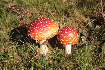 Two red fly agaric mushrooms with white spots in forest
