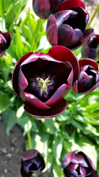 Close-up of dark purple tulips in a spring garden