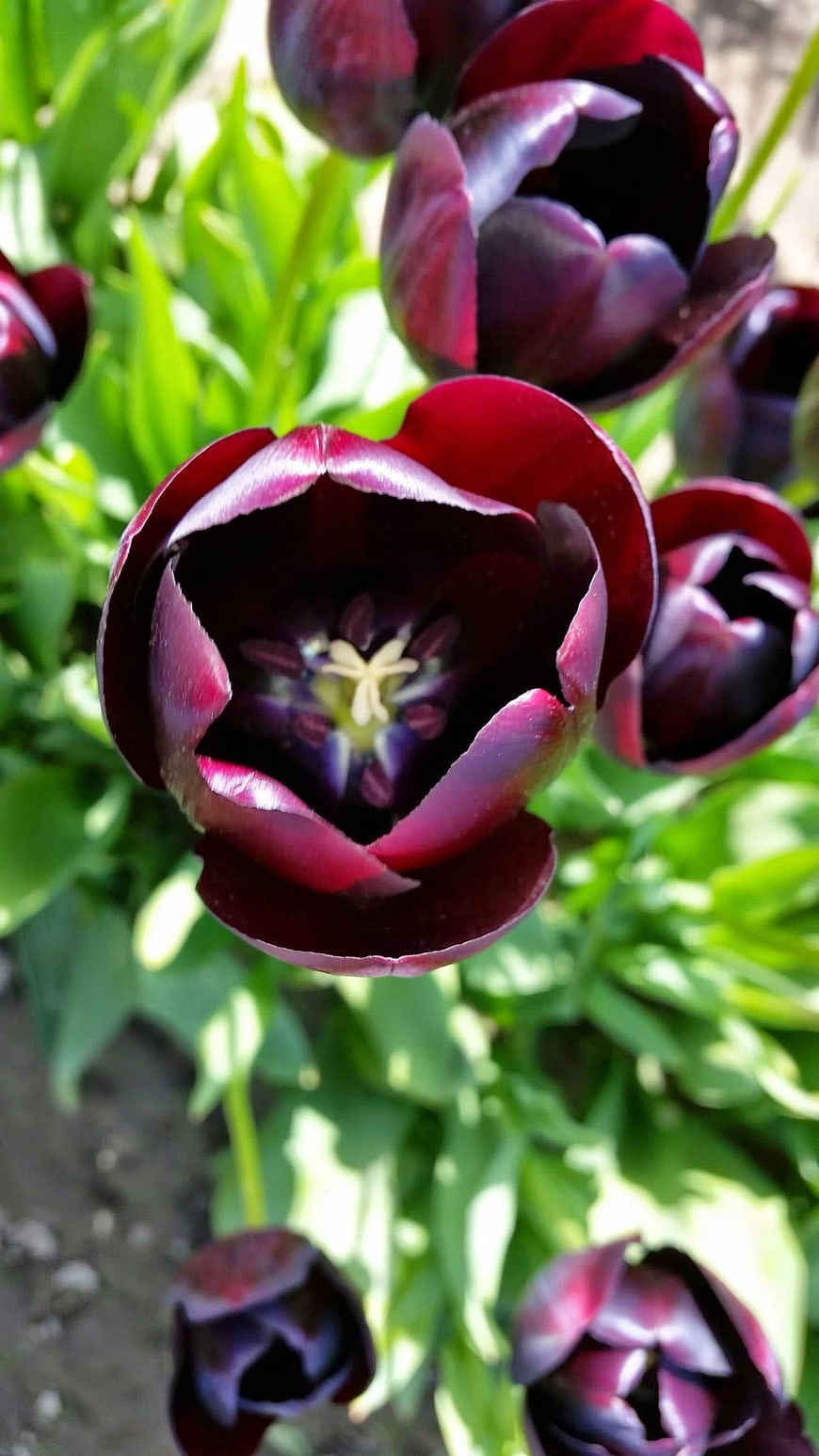 Close-up of dark purple tulips in a spring garden