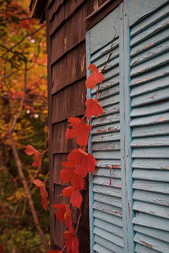 Red autumn vine leaves on weathered blue wooden shutters