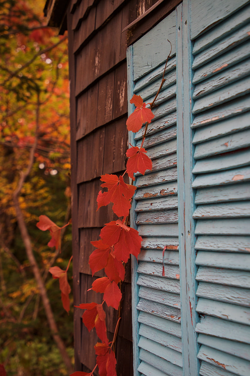 Red autumn vine leaves on weathered blue wooden shutters